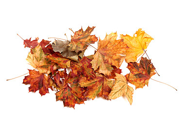 Image showing Autumn dried multicolor maple leafs