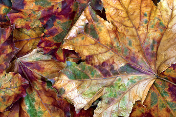 Image showing Autumn multicolor dry maple leafs