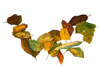 Image showing Autumn dried leafs