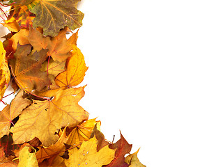 Image showing Autumn dry maple-leafs background