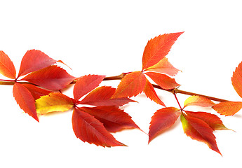 Image showing Red autumnal branch of grapes leaves (Parthenocissus quinquefoli