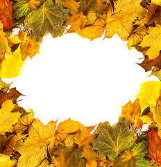 Image showing Autumn dried maple-leafs background