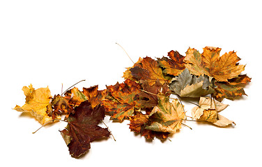 Image showing Autumn dry multicolor maple leafs