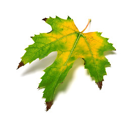 Image showing Autumn multicolor leaf