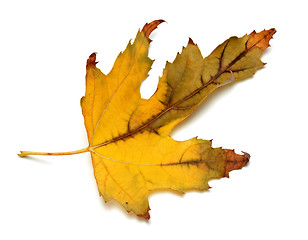 Image showing Autumn dried maple leaf