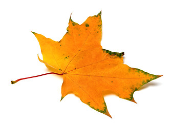 Image showing Autumn yellow maple leaf