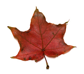 Image showing Dark red autumn maple leaf