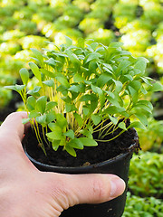 Image showing Fresh marjoram herbs growing in pot, held in hand, above other p