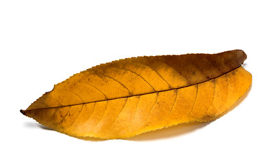 Image showing Yellow autumn walnut leaf