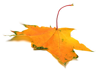 Image showing Yellow autumn maple leaf