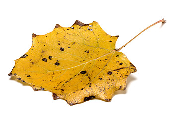 Image showing Autumn yellow quaking aspen leaf