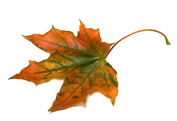 Image showing Autumn multicolor maple-leaf