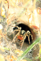 Image showing small spider in his nestle