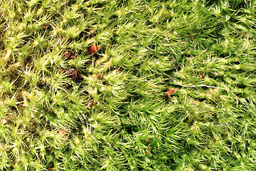 Image showing green moss texture