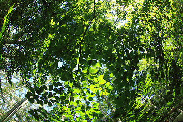 Image showing green dark forest