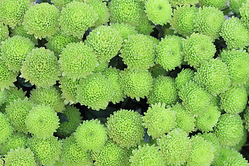 Image showing green flower texture