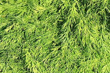 Image showing fresh dill leaves texture