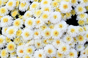 Image showing white flower texture