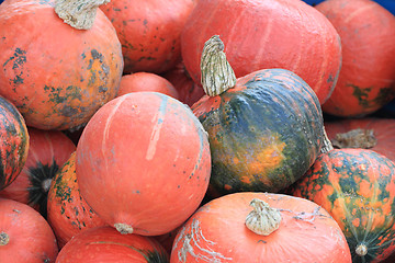 Image showing orange hokaido pumpkins 