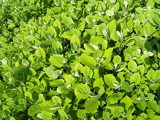 Image showing Green leaves