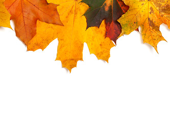 Image showing Autumn multicolor maple-leafs