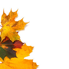 Image showing Autumn multicolor maple-leafs