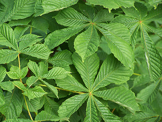 Image showing Chestnut leaves