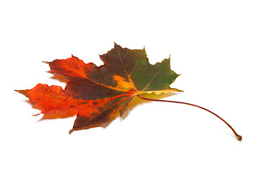 Image showing Multicolor autumn maple-leaf