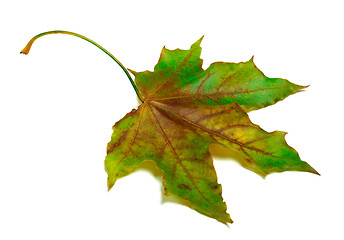 Image showing Dried multicolor maple-leaf