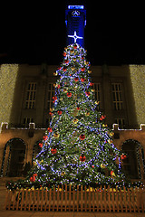 Image showing tree in Ostrava city