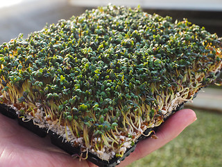 Image showing Watercress in hand, grown in greenhouse, up close