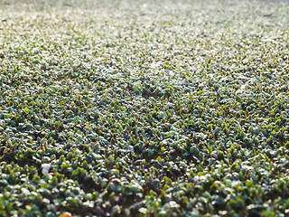 Image showing Watercress in a greenhouse, up close, seen from a low angle