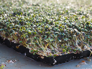 Image showing Watercress in a greenhouse, up close, seen from a low angle