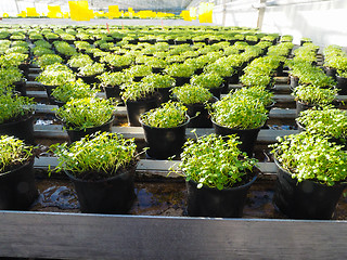 Image showing Fresh herbs growing in pots, in a greenhouse