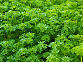 Image showing Curly leaf parsley, up close in a field