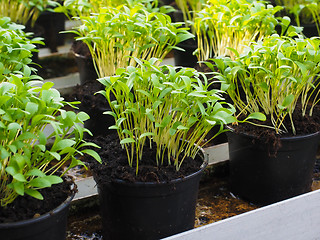 Image showing Fresh herbs growing in pots, in a greenhouse