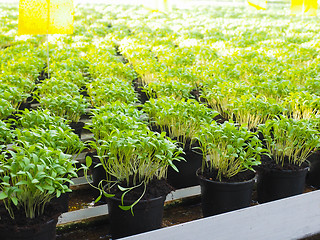 Image showing Fresh herbs growing in pots, in a greenhouse