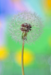 Image showing dandelion on colorful background