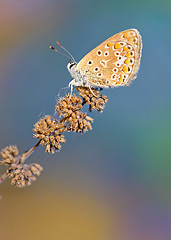 Image showing Common Blue (Polyomathus icarus) butterfly