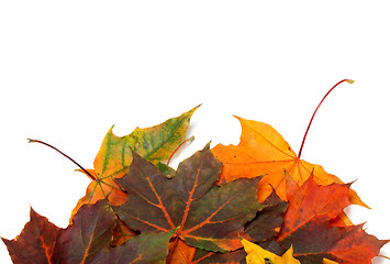 Image showing Autumn multicolor maple-leafs 
