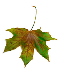Image showing Dried multicolor maple-leaf