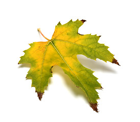 Image showing Autumn yellowed leaf