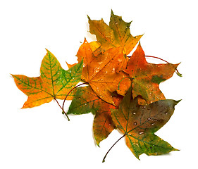 Image showing Autumn multicolor maple-leafs with water drops