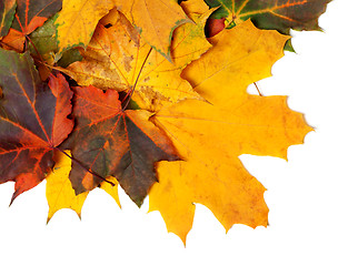 Image showing Autumn multicolor maple-leafs