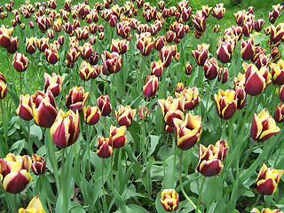 Image showing Lot of tulips