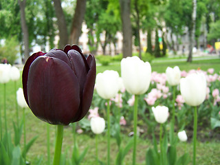 Image showing Loneliness of purple tulip