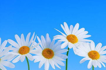 Image showing Daisy flowers on blue background