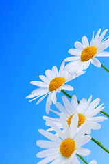 Image showing Daisy flowers on blue background