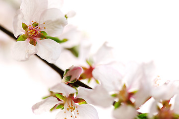 Image showing Pink cherry blossom