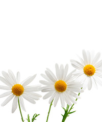 Image showing Daisies on white background